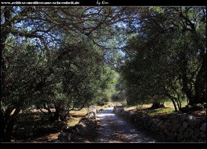 Straße durch Olivenhaine und Weinstöcke zur Sotnica 