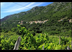 Straße durch Olivenhaine und Weinstöcke zur Sotnica 