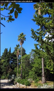 Washingtonia Robusta