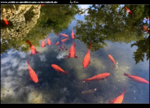 ...endet mit der  "fontana boga mora Neptuna"