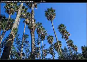 Palmenwald von Washingtonia Robusta