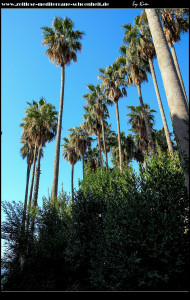 Palmenwald von Washingtonia Robusta