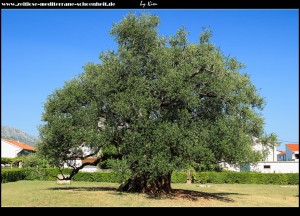 ein Stück die Straße hoch in Richtung Magistrale, trifft man den 1.500 Jahre alten Olivenbaum - heute Naturdenkmal