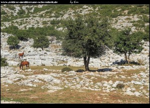 Pferde und die verlassene Ranch Podglogovik