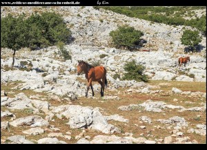 Pferde und die verlassene Ranch Podglogovik