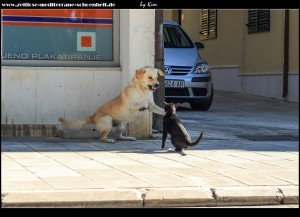 Hund & Katze streiten sich :o))