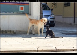 Hund & Katze streiten sich :o))